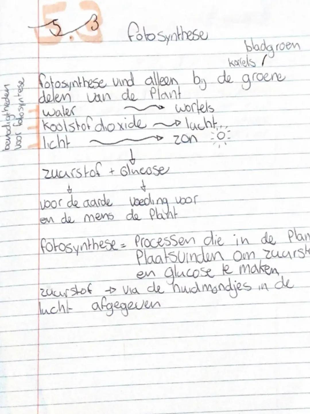 Biologie fotosynthese