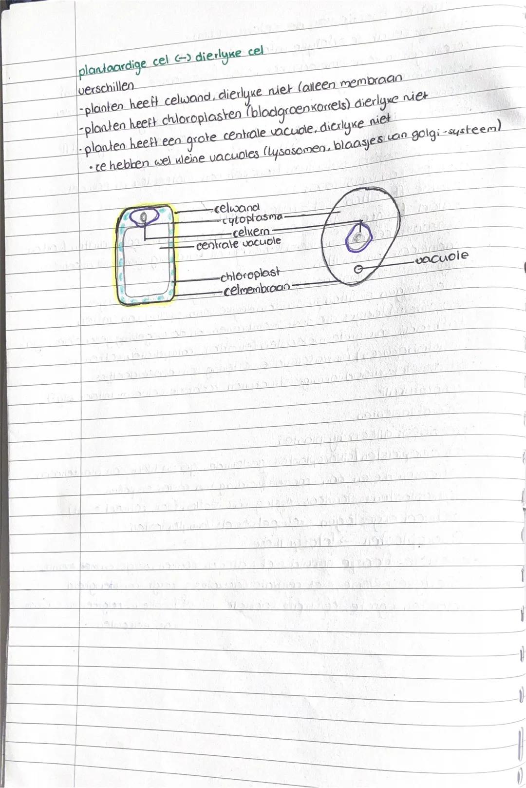 biologie
2. Cellen: bouw en functie
begrippen
§1 celtheorie: alle organismen zyn opgebouwd uit een of meerdere cellen
•eencellig: bacteriën
