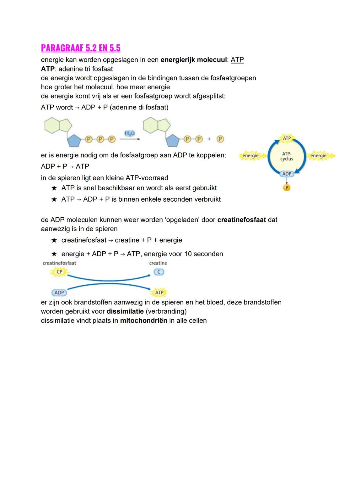 BIOLOGIE SAMENVATTING H5 EN H6
PARAGRAAF 5.1 EN 5.3
organische stof: een stof met de elementen C, H en O. meestal grote, energierijke
molecu