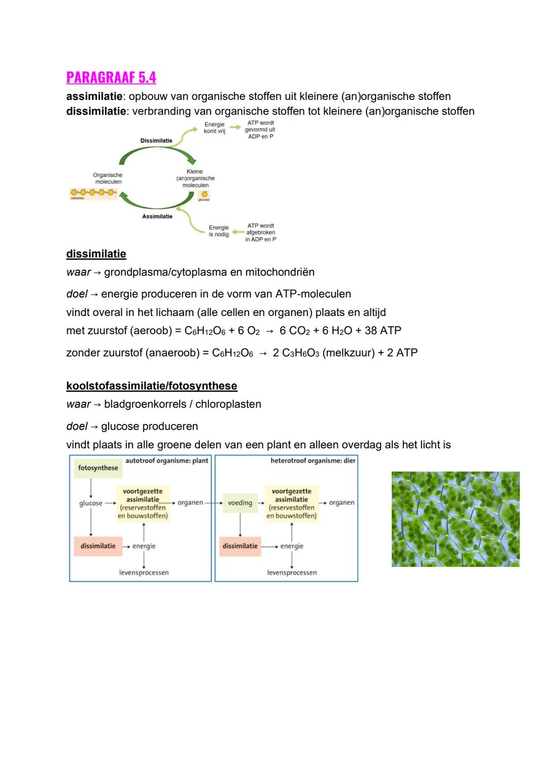 BIOLOGIE SAMENVATTING H5 EN H6
PARAGRAAF 5.1 EN 5.3
organische stof: een stof met de elementen C, H en O. meestal grote, energierijke
molecu