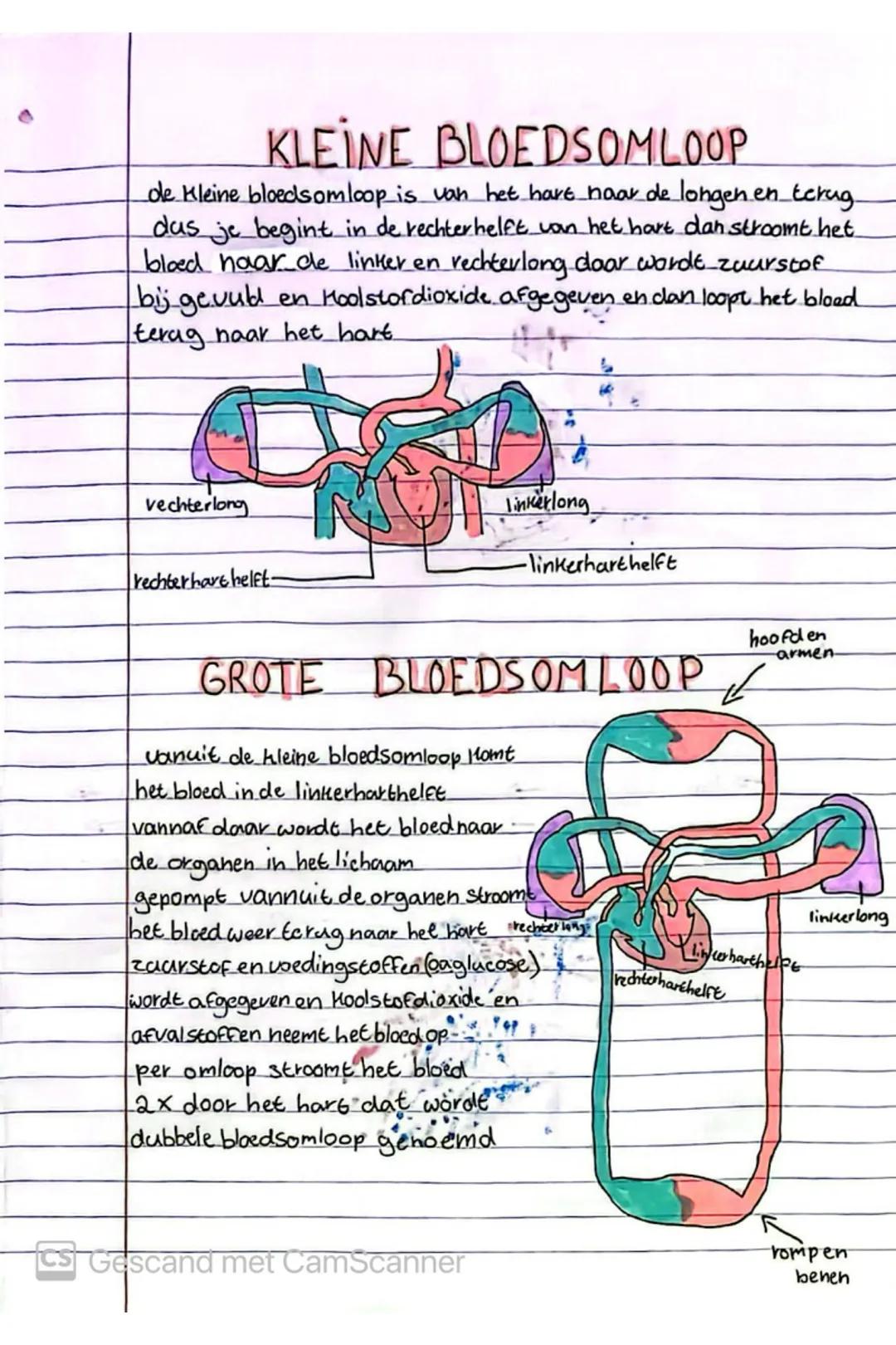 # KLEINE BLOEDSOMLOOP
de Kleine bloedsomloop is van het hare haar de longen en terug
das je begint in de rechter helft van het hart dan str