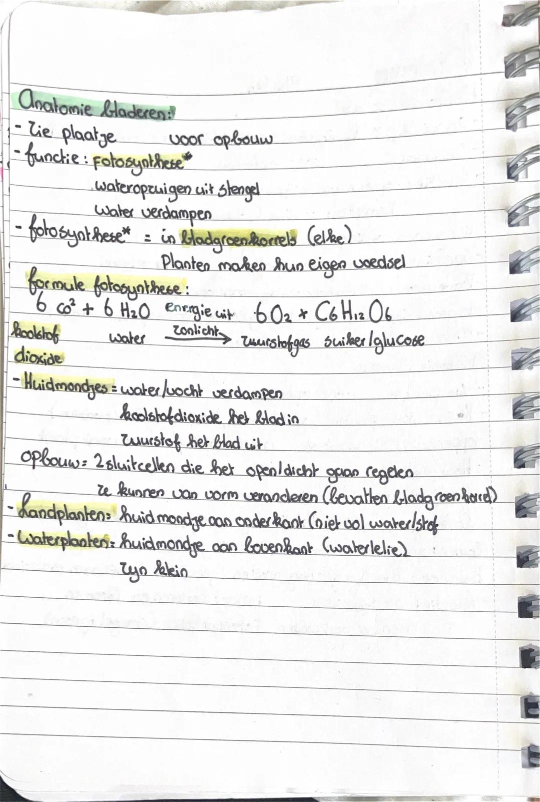 Biologie
Anatomie wortels
Planten
- Onder de grond, uitgebreid stelsel/netwerk (wortelstelsel)
Tie plaatje
voor opbouw
- functie: opnam