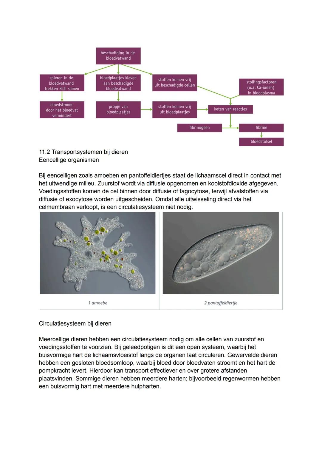 Tabblad 1 Thema 11 transport
11.1 Het bloed
Bloedplasma
Bloed bestaat gemiddeld voor 55% uit bloedplasma en 45% uit
cellen. Bloedplasma is