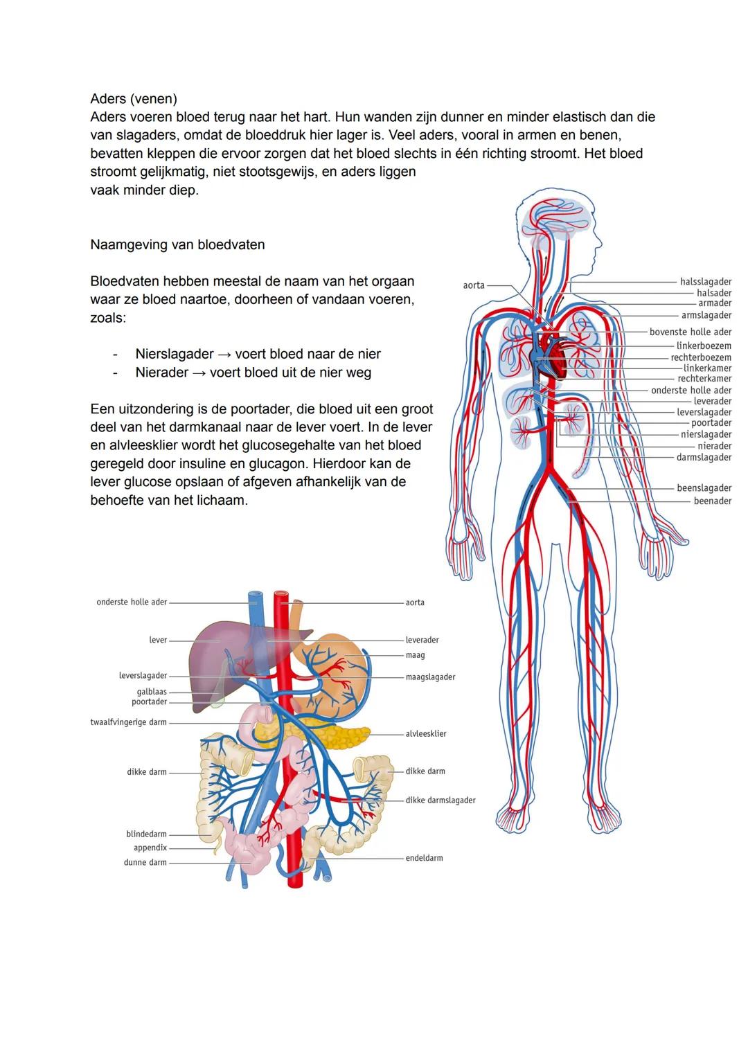 Tabblad 1 Thema 11 transport
11.1 Het bloed
Bloedplasma
Bloed bestaat gemiddeld voor 55% uit bloedplasma en 45% uit
cellen. Bloedplasma is