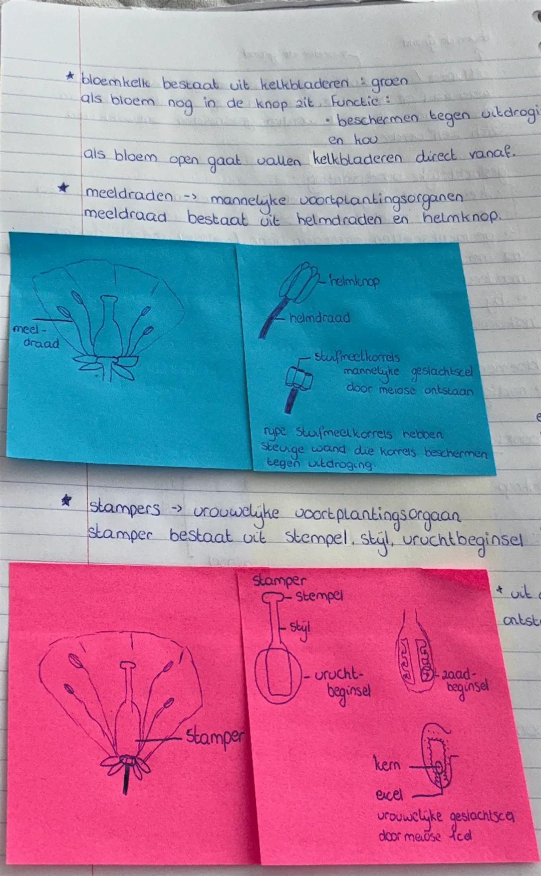 brologie hoofdstuk 9.1
opperhuid dunne laag
aaneengesloten cellen
Op de opperbuid zit een
waslaagje.
opperhuid en waslaagje
beschermen het