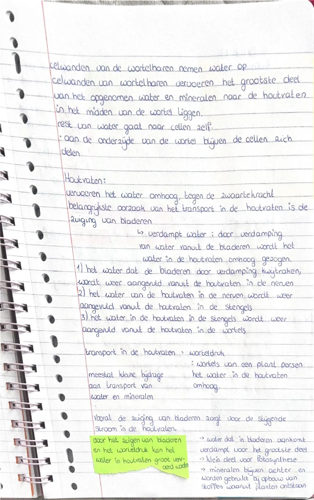 brologie hoofdstuk 9.1
opperhuid dunne laag
aaneengesloten cellen
Op de opperbuid zit een
waslaagje.
opperhuid en waslaagje
beschermen het