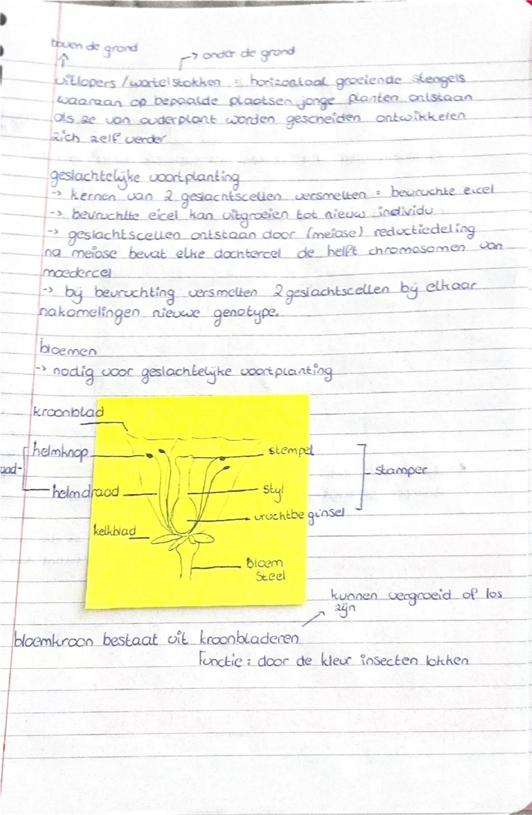 brologie hoofdstuk 9.1
opperhuid dunne laag
aaneengesloten cellen
Op de opperbuid zit een
waslaagje.
opperhuid en waslaagje
beschermen het