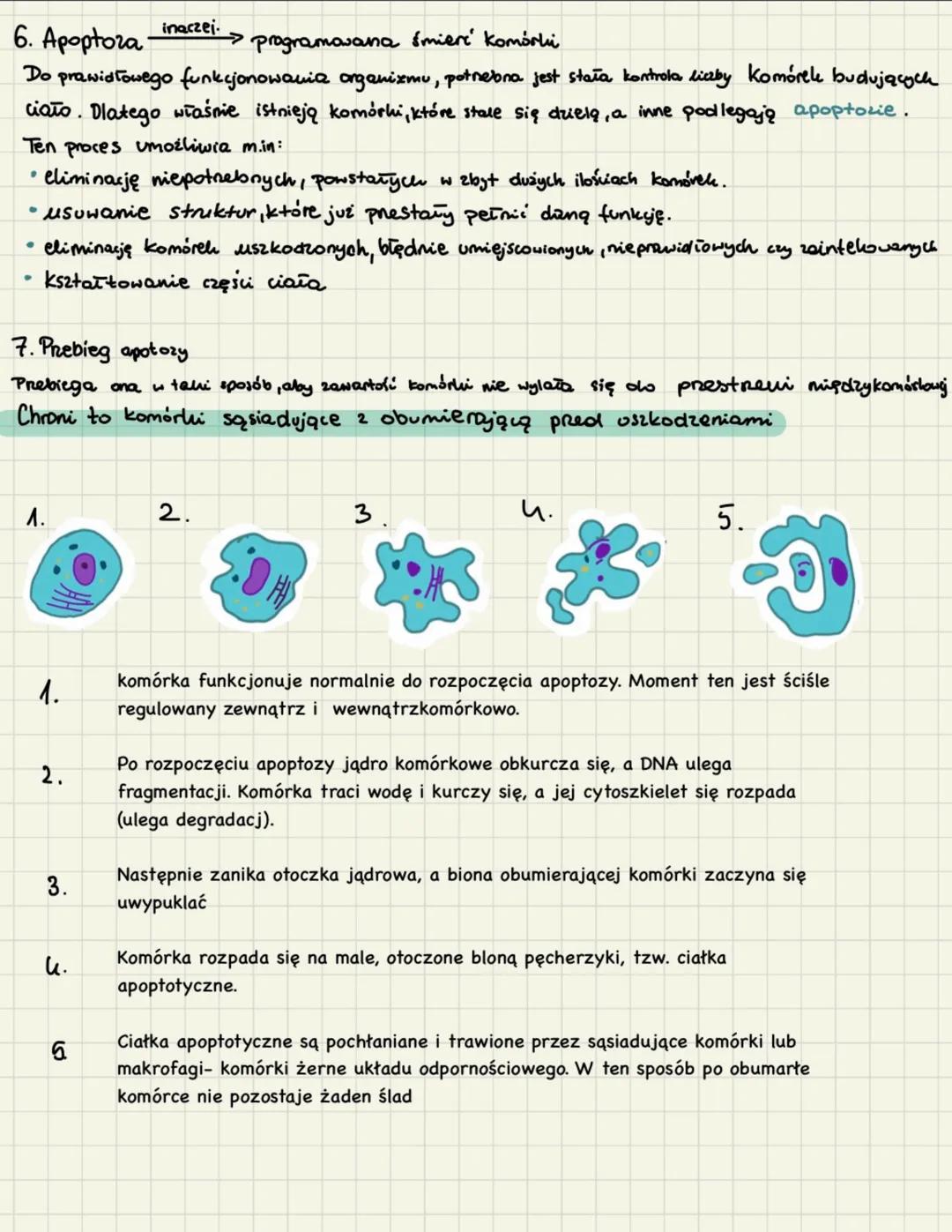 # cyku komórkowy mitoza
1. Cylel komórkowy trwa od momentu powstania Komórki od momentu jej podziału na II komórki
potomne. Można w nim wyr
