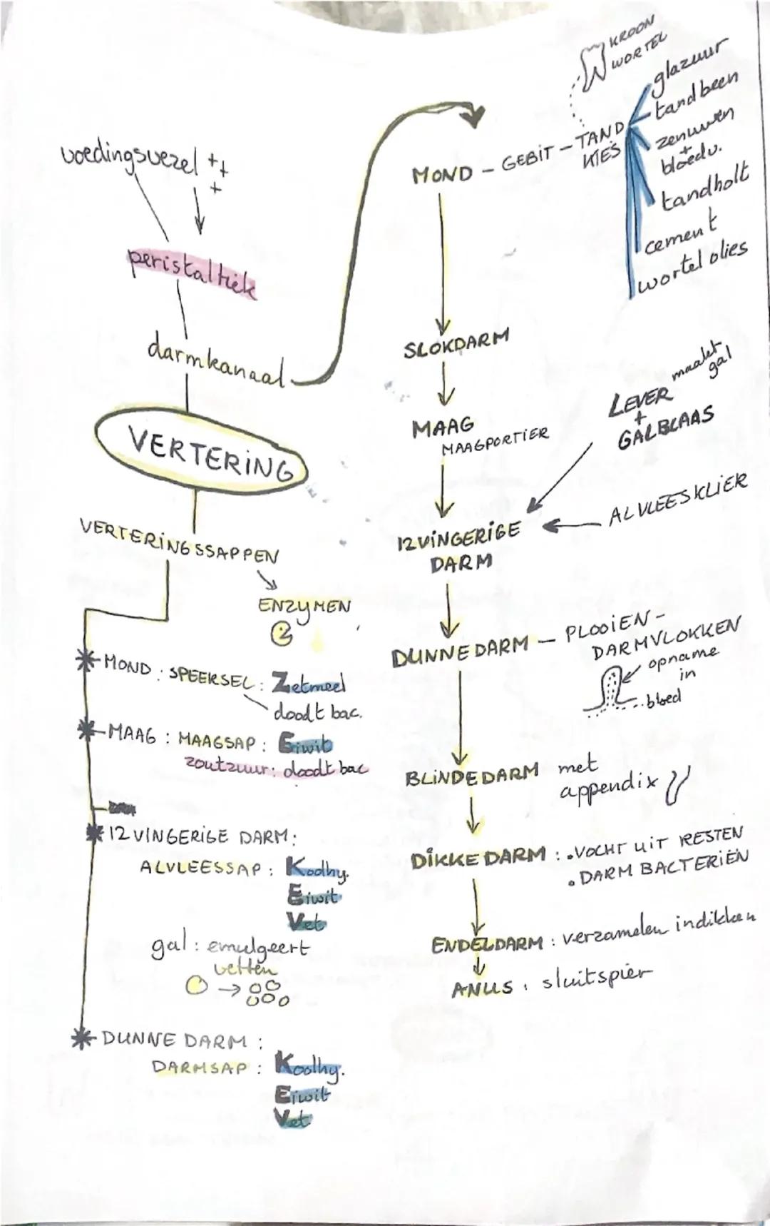 voedingsvezel ++
↓
peristaltick
darmkanaal.
VERTERING
VERTERING SSAPPEN
لا
ENZYMEN
G
*MOND SPEERSEL: Gokmee)
doodt bac.
MAAG: MAAGSAP: Giw