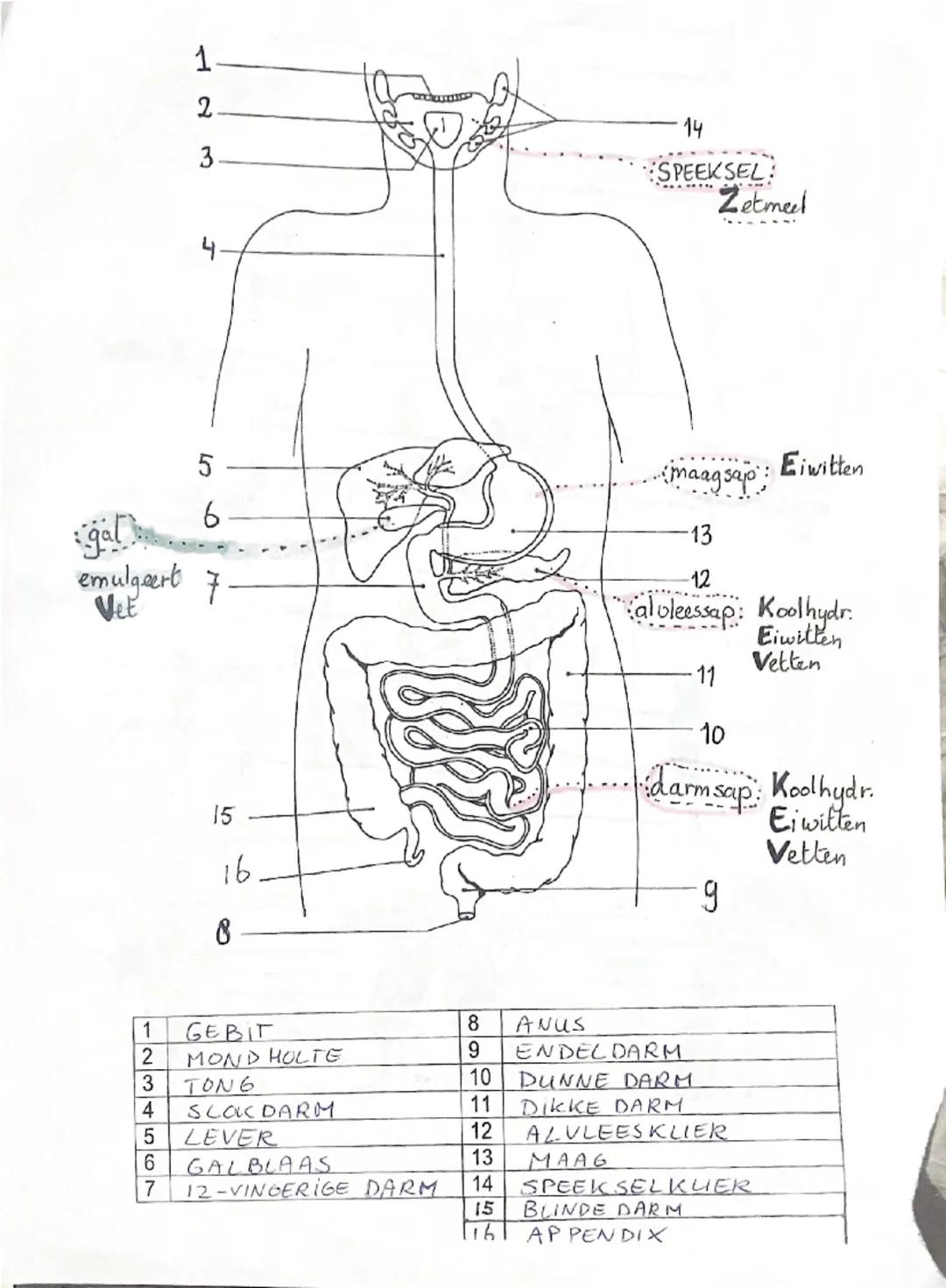 voedingsvezel ++
↓
peristaltick
darmkanaal.
VERTERING
VERTERING SSAPPEN
لا
ENZYMEN
G
*MOND SPEERSEL: Gokmee)
doodt bac.
MAAG: MAAGSAP: Giw