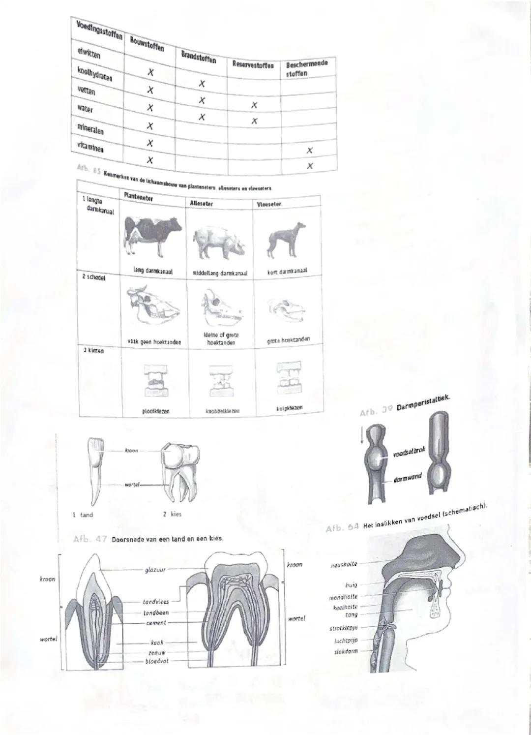 voedingsvezel ++
↓
peristaltick
darmkanaal.
VERTERING
VERTERING SSAPPEN
لا
ENZYMEN
G
*MOND SPEERSEL: Gokmee)
doodt bac.
MAAG: MAAGSAP: Giw