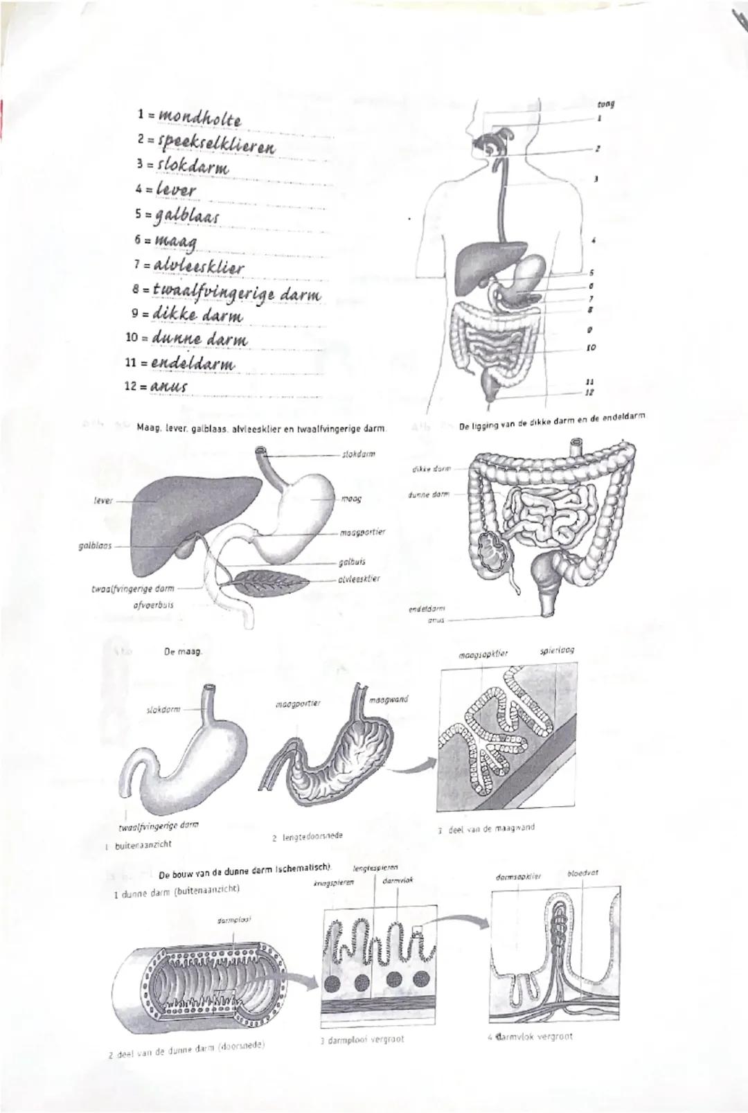 voedingsvezel ++
↓
peristaltick
darmkanaal.
VERTERING
VERTERING SSAPPEN
لا
ENZYMEN
G
*MOND SPEERSEL: Gokmee)
doodt bac.
MAAG: MAAGSAP: Giw