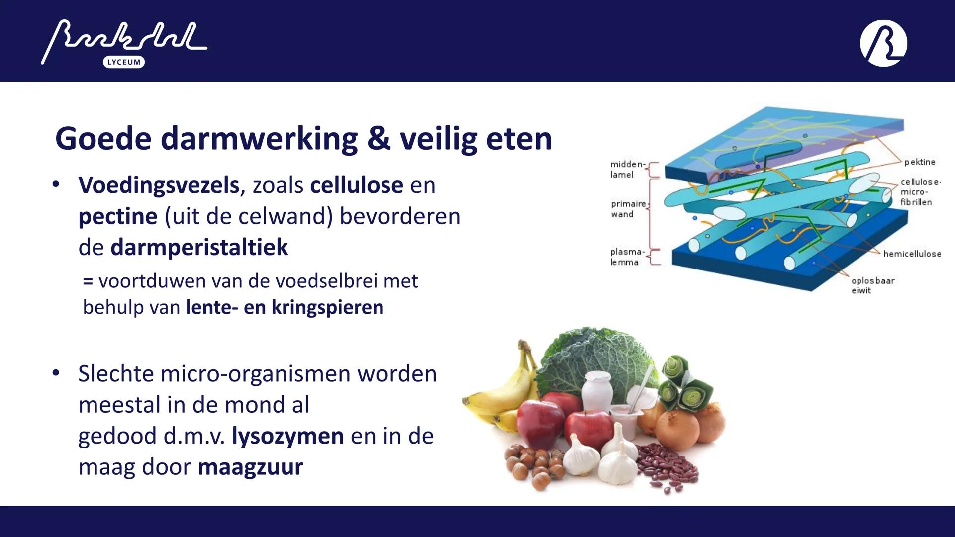 Bark
LYCEUM
11.1
Voeding
Toetsweek 1 (РТА 10%)
H10 Bloedsomloop
H11 Voeding en vertering Bak
LYCEUM
Vandaag 11.1
- 11.1 Voeding
- HW =
A: