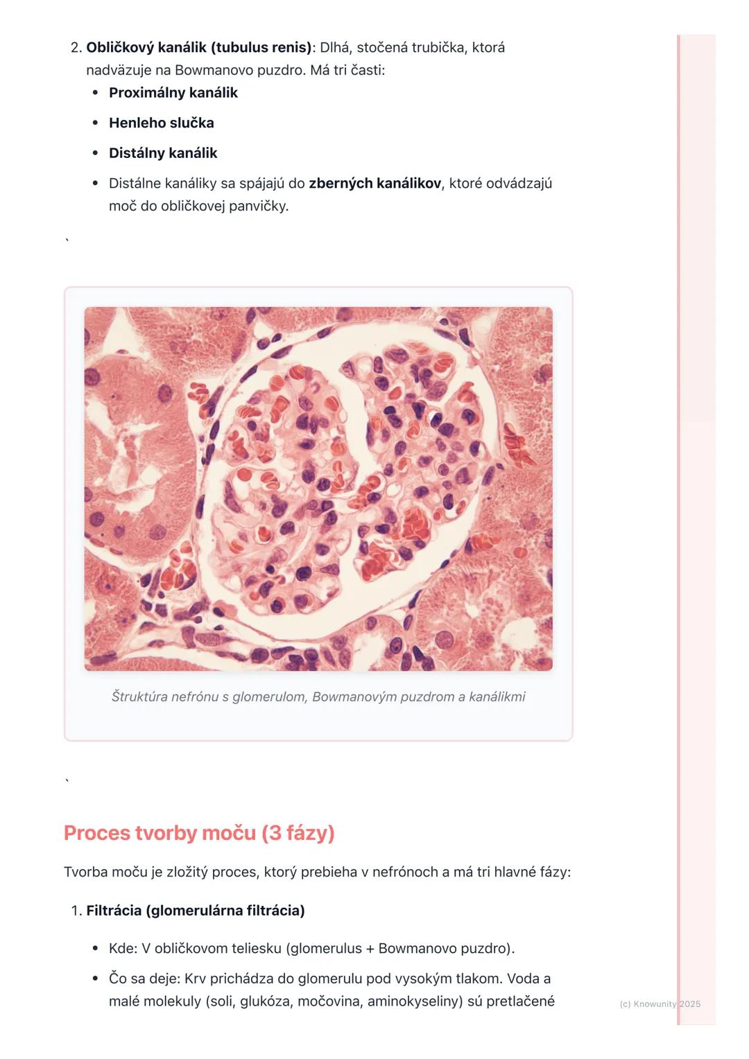 # Vylučovacia sústava
1. Prehľad vylučovacej sústavy
Vylučovacia sústava je pre naše telo super dôležitá, lebo sa stará o to, aby sme
sa z